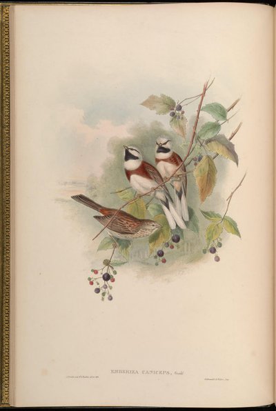 Emberiza caniceps = Emberiza stewarti alkotó: John Gould